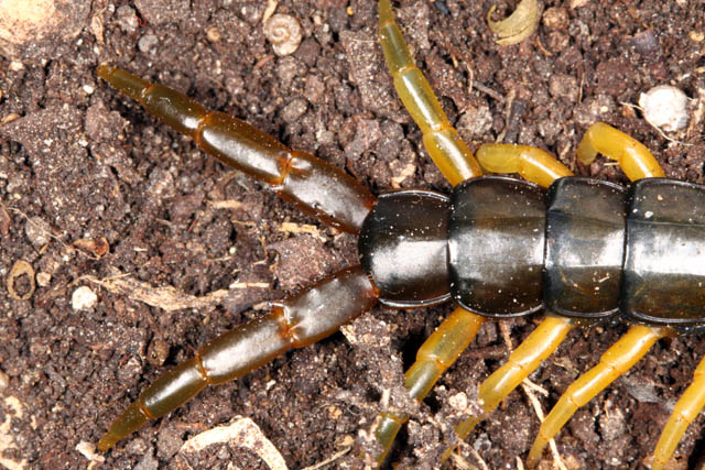 Scolopendra cingulata - Copyright Denis Bourgeois